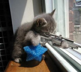  Sniper Kitty!