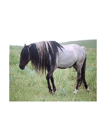  Yep i know it sounds silly but my horse is called Michael. he has coffee - colored 毛皮 all over and a gorgeous long black mane and tail with streaks. he's totally gorgeous here i'll include a photo. when i first got him my mom 発言しました 'there is no way on this earth i'm letting あなた call your horse freakin michael jackson.' haha lol mom. lol. i did it anyway XD (btw sorry its not a good photo)