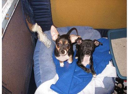  do tu think my chihuauas r cute (dont think i spelled that right)wich is your favorite?