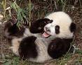 I would have to say the panda's because they are unique in a lot of ways. and cute!!!