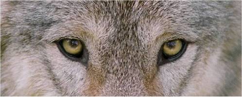  SAVE THE ALASKAN WOLVES!!!