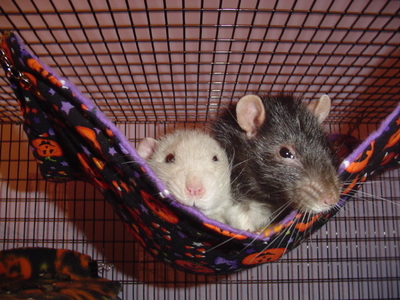  In general, male rats are larger than females and are less active. They will generally cuddle مزید where females tend to run all over the place. Males are مزید mellow lap rats. However, there are exceptions to this, some males are quite active while some females are مزید laid back. I currently have 5 males and have had both males and females in the past. Like all rats, آپ should keep them in groups as they are very social animals and need the companionship of others. In rare instances, some rats need to be alone due to fighting, but, as I said, this is rare. Of course, there will be bids for the alpha role, but that goes for males and females. Typically male rats get along great (it's male mice that have issues living together). Here's a pick of some of my elderly boys.