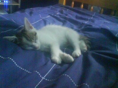  My brother has named his new cat after Stewie, what do আপনি think of that?