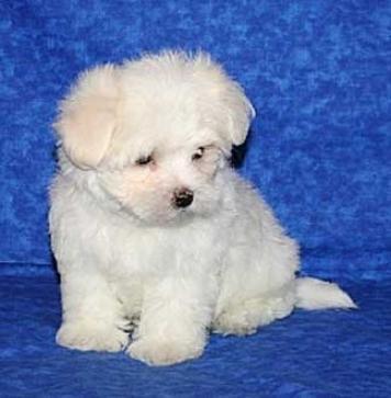  Im getting a new maltese щенок and i am trying my hardest to come up with a really cute name. do u got any?