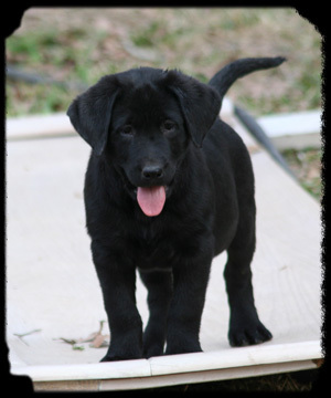  Do bạn think my black lab is cute???His name is Hudson.