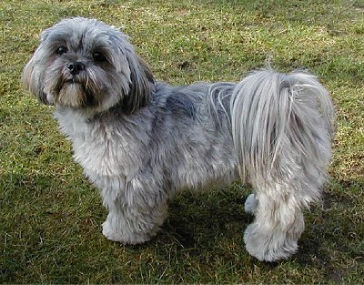  Poodles, Yorkshire Terriers, and Lhasa Apsos are because they all have hair not fur.