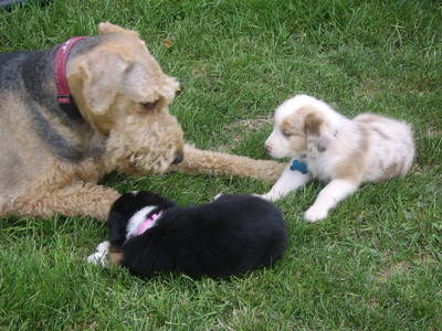  THe creamy speckled Aussie щенок is my dog Mo and 18wanda's puppy, Milly. Then our dog Junior is playing with them.