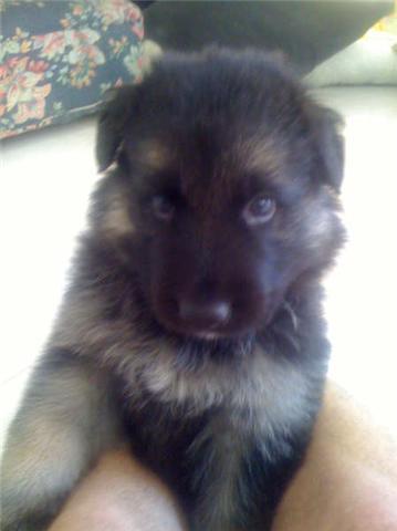  She's soo cute. I have a German Shepherd too. He's about 9 months now and his name is Buddy. =) I can never get fed up of talking about him. I love him to death. In the pic he was about 1-2 months old.