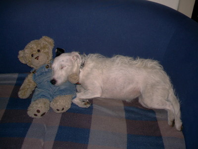  I think te should call he o she williow. I think it's a cute name but It realy depends on the breed. Willow would suit a jackrussell but not a pitbull terrier. The picture is of my dog rosie and my teddy lol :D