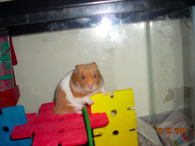 do u think my hamster alex is cute?
