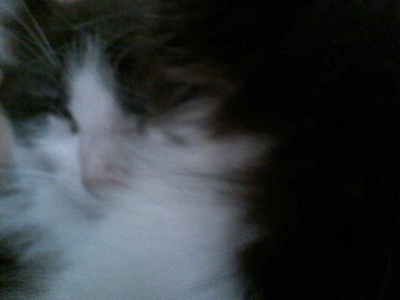  Ever and Zephir are soooo cute names 4 my Cats . But Ever died last mwaka . Here is her picture .Zephi