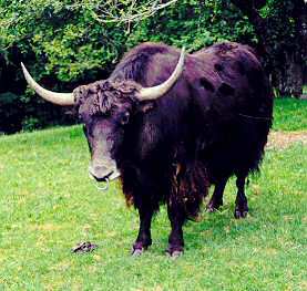 Yuk! ^ Or should I say yak?!?

Whichever I am now the winner!

Have a yakking weekend, y'all!