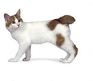  J- Japanese Bobtail. A slender and dainty, yet well-muscled, medium-sized breed whose hind legs are এল-মৃত্যু পত্র