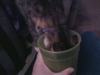  Which ones did bạn get, Heather? How cute is this?! This is my kitten drinking MY milk!!