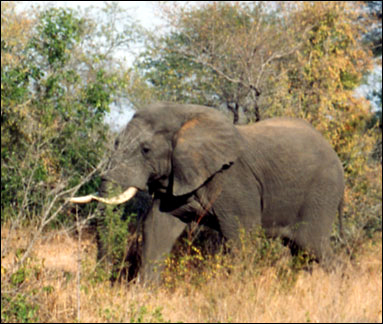  A-African elefante