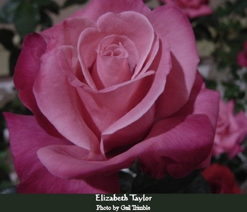  E - Elizabeth Taylor Rose !