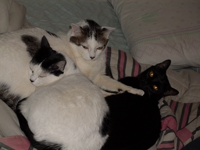  and here's the whole gang: Muqueta is the one in the middle. She's Oliver's daughter (her mom died a