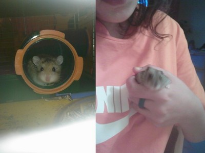  Oh I upendo all of your Cats and dogs! They all are so cute! Well, I have 2 hamsters (because my d