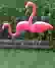  flamingos