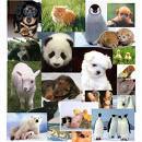  puppies, kittens, tiger cubs, and নেকড়ে are so cute! every animal is so cute!