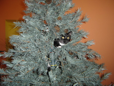  My real kitteh in a tree: