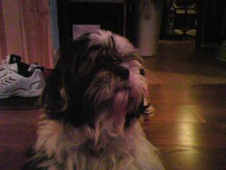  I have MANY pets. But my favs R my dogs, I have 6 dogs, 5 of which are pure brot Asian Shih Tzus. My