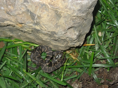  My brother found this snake and i was wondering what kind it is, for safety reasons.