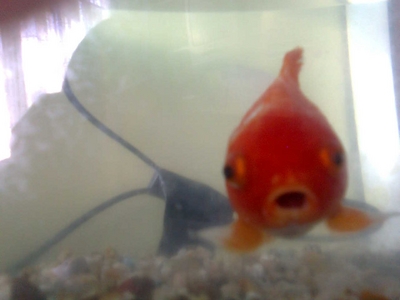  This is my fish, Taub. I have 2 Cats too. I'll get their pictures up at some stage.