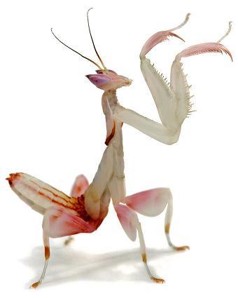  Welcome, supporters of our new religion, the Mantism!! ♥ We worship the female mantises!! They are