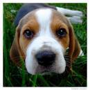  here is a really cute pic of a beagle. it is one of my faves. por misty-moo
