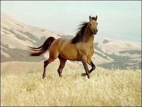 Brown horse پیپر وال