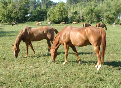  Brown caballos