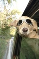 Going For A Drive - domestic-animals photo