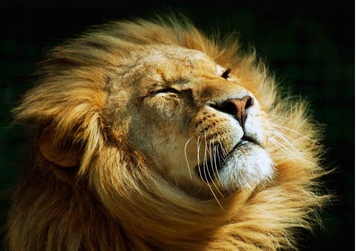 wild animals pictures lion. Lion - Wild Animals Photo