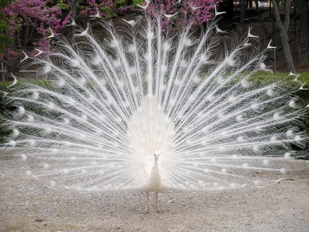 White peacock Wallpapers Free by 