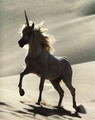 unicorn - unicorns photo