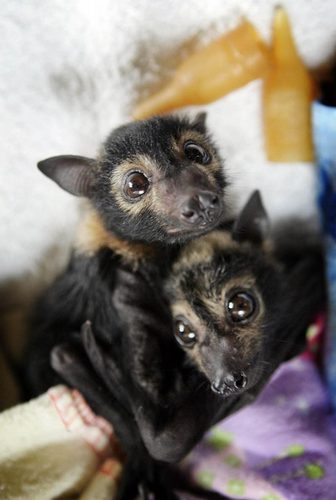  Baby bats!!!