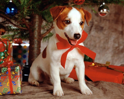  クリスマス Doggy