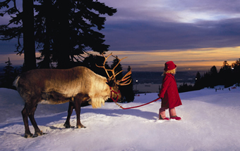  giáng sinh Reindeer ... Christnas 2008