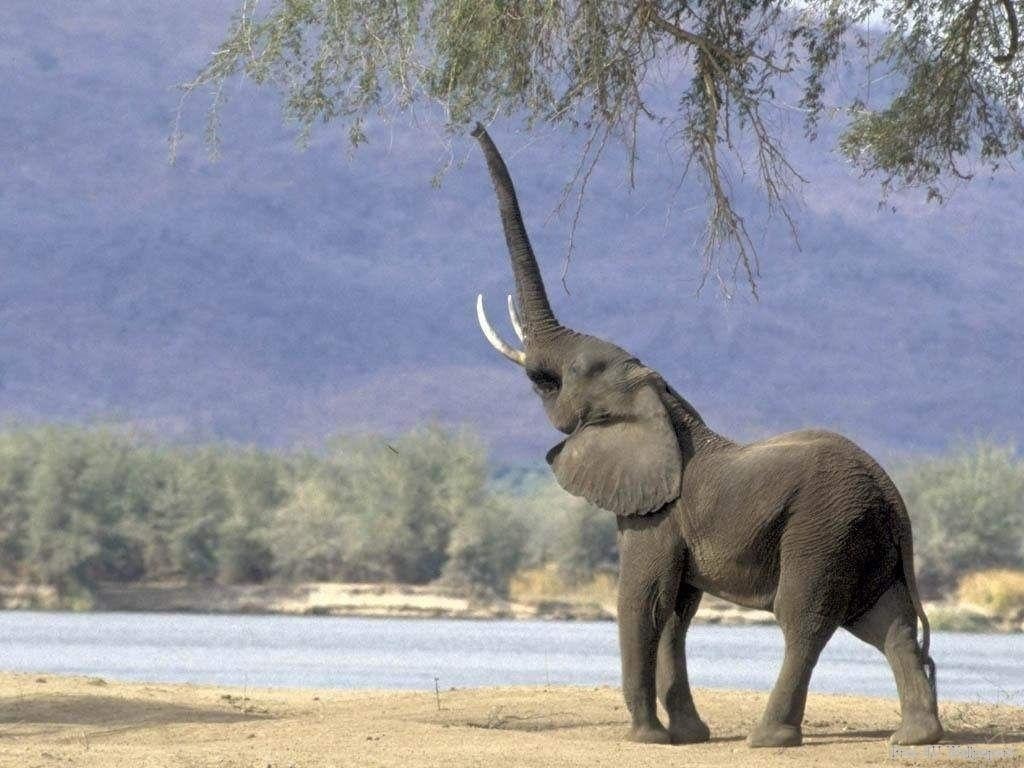 Elephant-wild-animals-2785446-1024-768.jpg