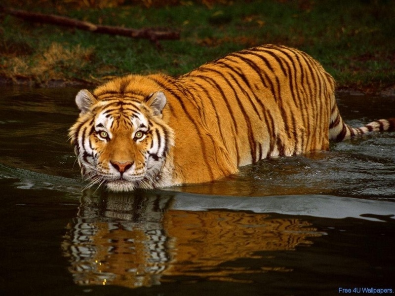 Tiger - Wild Animals Wallpaper (2785494) - Fanpop