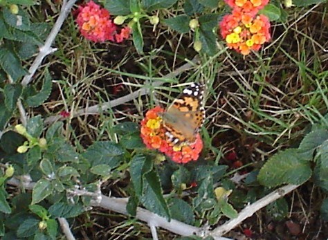  a papillon