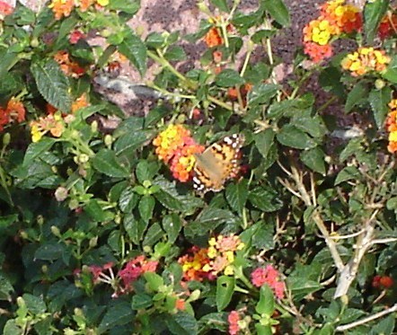  a vlinder