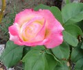 a rose - gardening photo