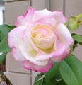 a rose - gardening photo