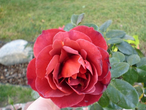  a rose of unique color