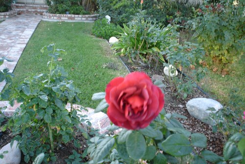 a unique colored rose