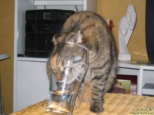  funny cat stuck in a glass
