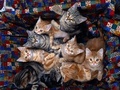 Assorted Kittys - domestic-animals photo
