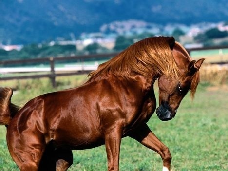  Brown Stallion